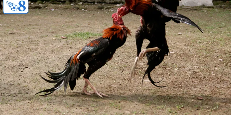 3 lý do nên chơi đá gà